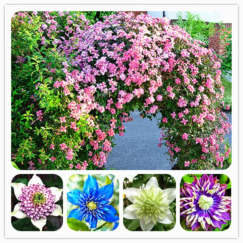 

100 Pcs/Bag Clematis Bonsai Flower Clematis Vines Bonsai Flower Perennial Flowers Climbing Clematis Plants For Home Garden