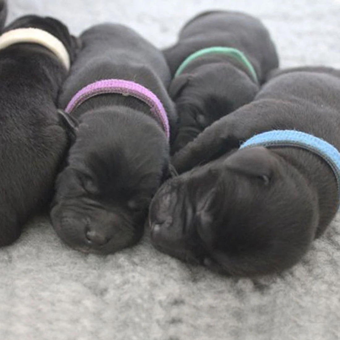 

12pcs Puppy ID Identification Collars Adjustable Nylon Small Pet Dog Collars Kitten Necklace Whelping Puppy Collars