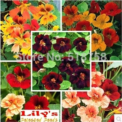 

100% Genuine!!! 10pcs (4 Kinds) Fresh Tropaeolum majus Nasturtium semillas Easy Planting flower semillas Sementes