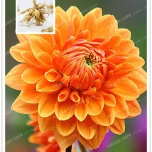 Размер оранжевый луковицы георгина цветок бонсай луковицы цветов, символизирующие смелости и Lucky домашнее садовое растение-2 лампы