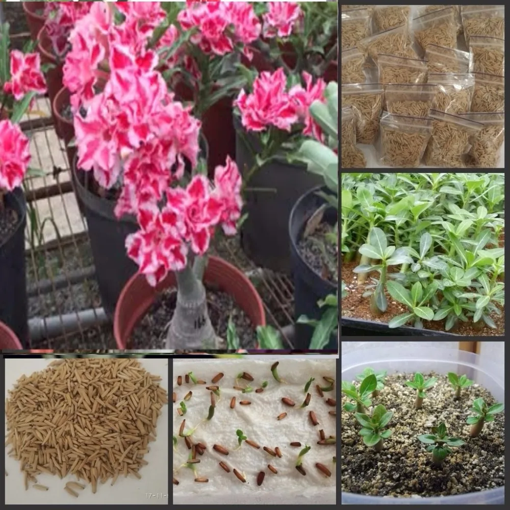 

5PCS Fresh Real Adenium Obesum semillas - Bonsai Desert Rose Flower Plant Sementes S166