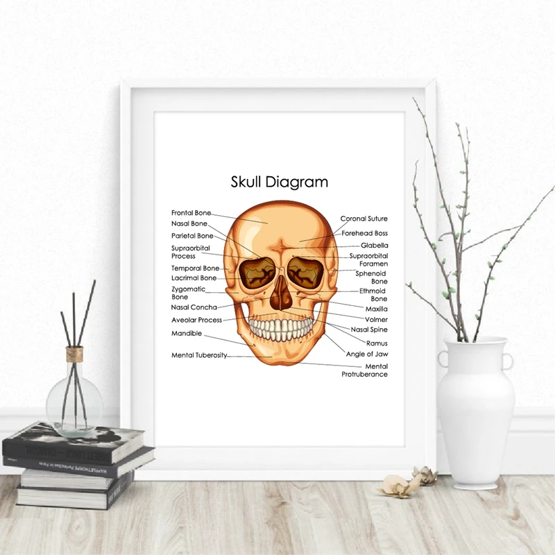Medical Education Chart of Biology Prints