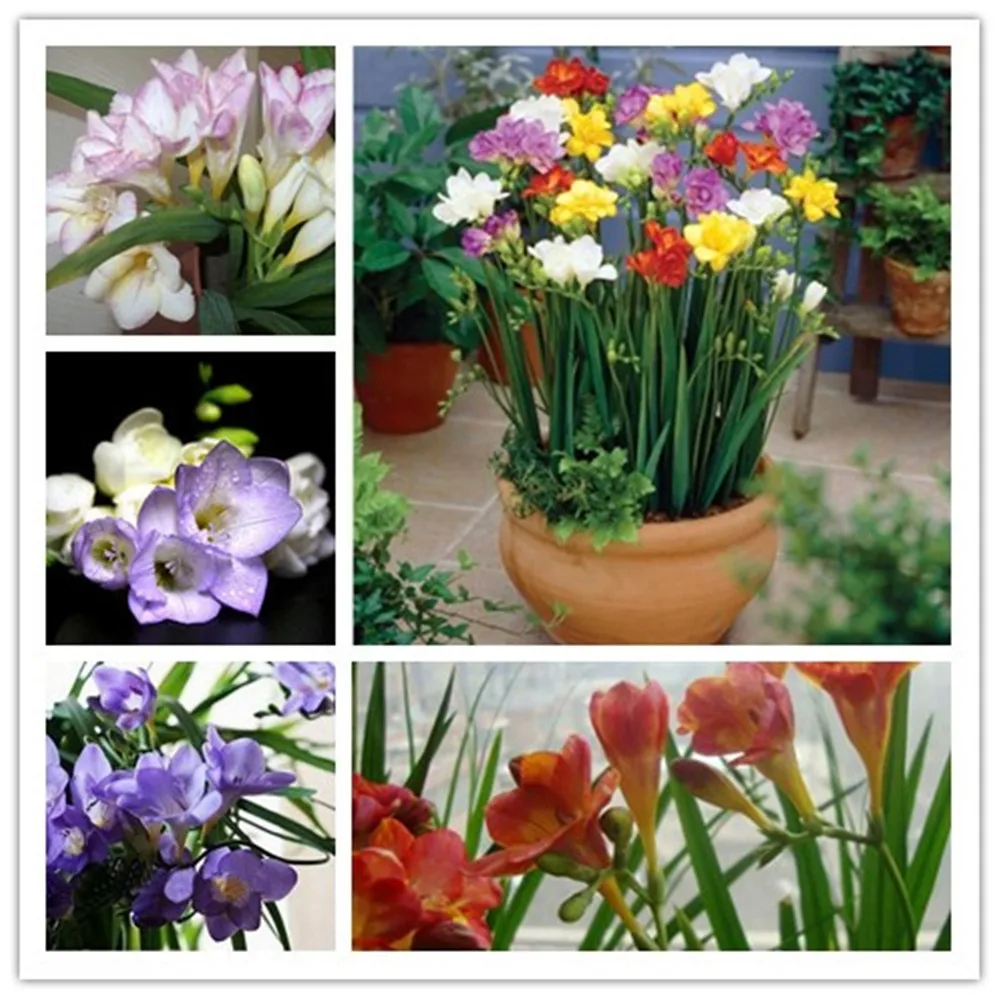 

Ture freesia bulbs, flower , Indoor Pot Flowers Orchids, Freesia Rhizome flower bulbs Floral quiet home garden plant-2bulbs