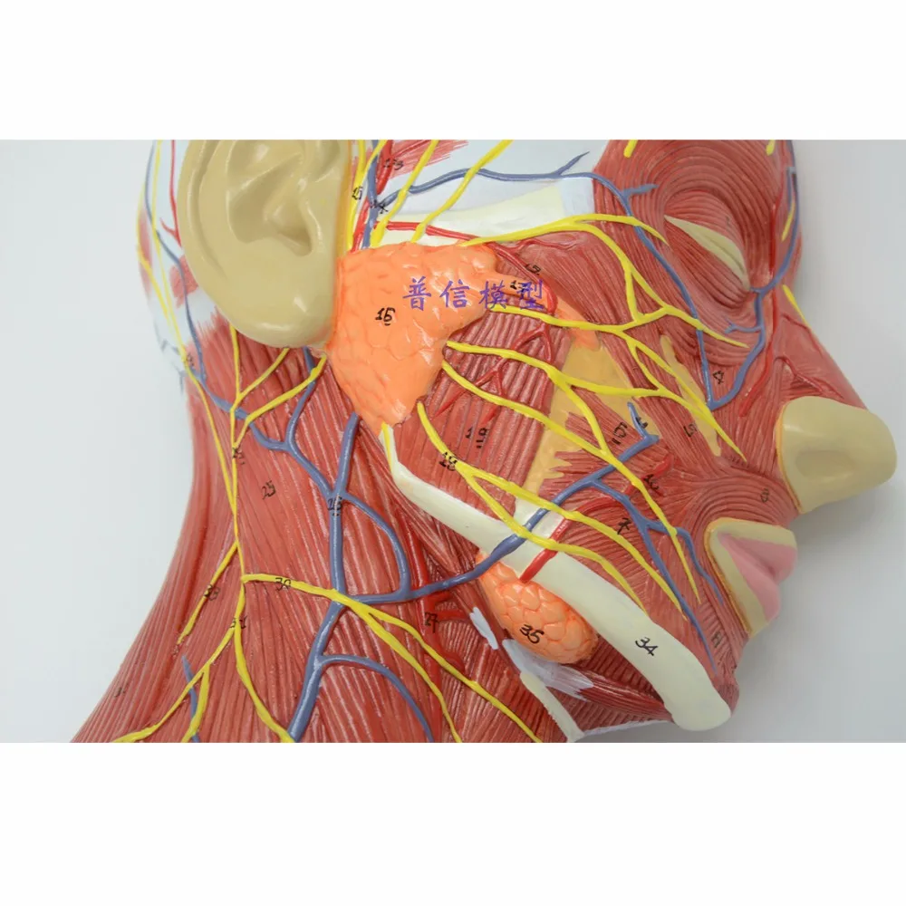 Günstige Menschliches, schädel mit muscle und nerven blutgefäß, kopf abschnitt gehirn, menschlichen anatomie modell. Schule medizinische lehre
