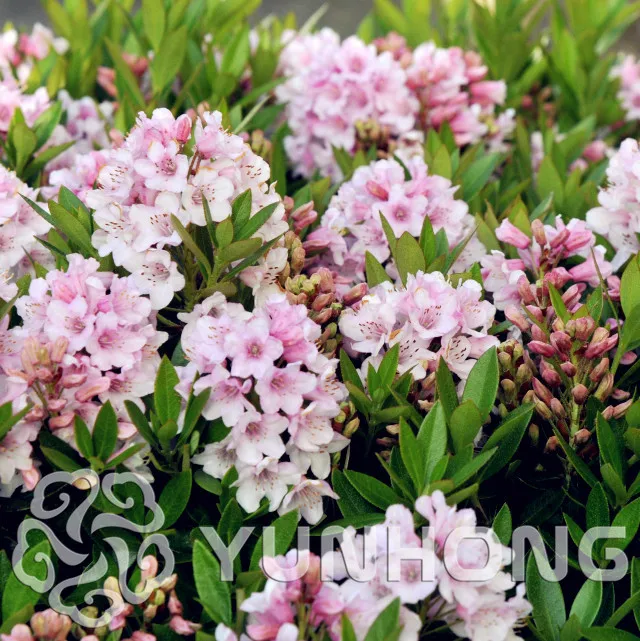 

Strong Adaptability Hododendron Micranthum Seeds 100pcs, Bonsai Flower Seeds,Hododendron Micranthum Seeds Very Easy plant