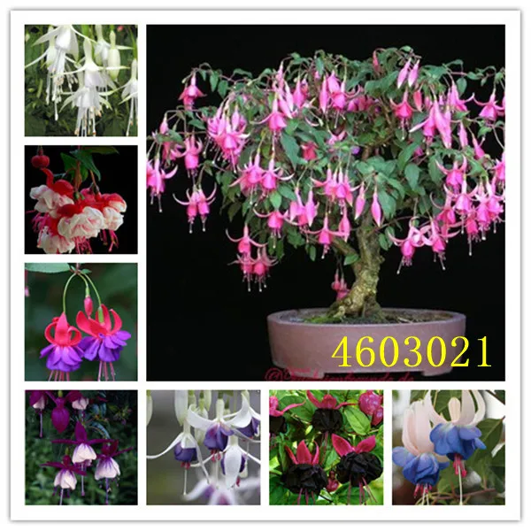 

Sell hot 100pcs Fuchsia bonsai Lantern Flower Indoor Balcony Flowe Lantern Flower bonsai flower plants Free shipping