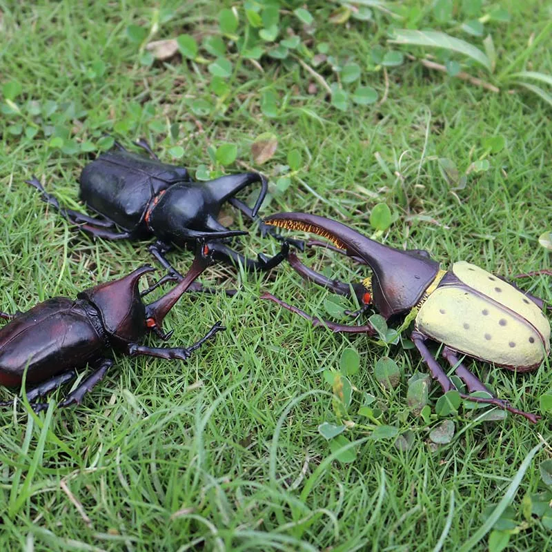 昆虫