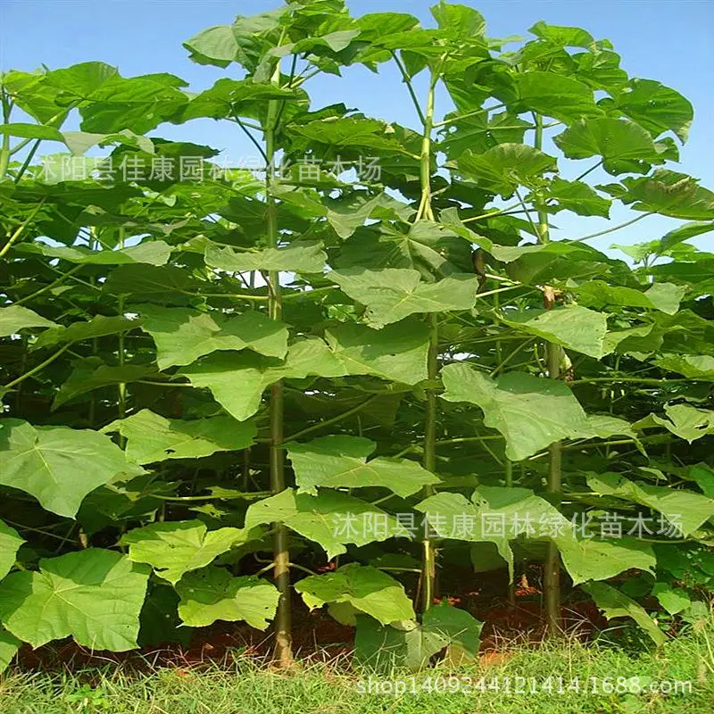 

large fruit tree Paulownia tomentoplanta Paulownia Paulownia empty water Tong Tong wood tree 200g / Pack