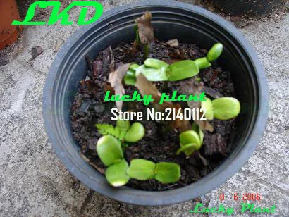 20 Свежие Plumeria Семена Таиланде Редко Реальные Frangipani no203 pink pansy|seeds|seeds rareseeds plumeria |