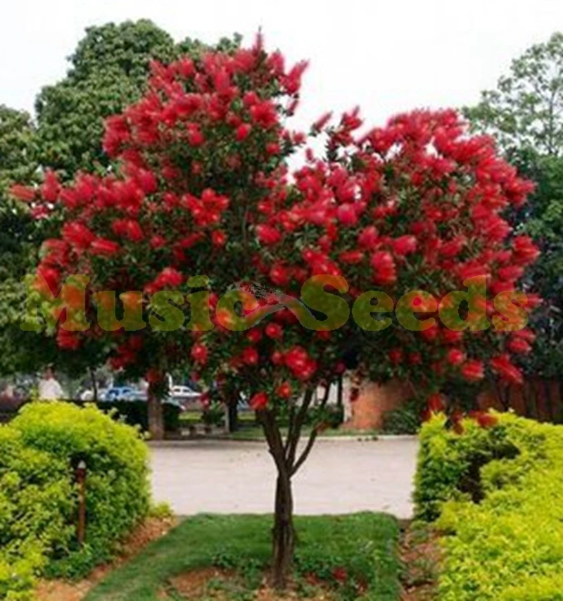 popular red flower trees buy cheap red flower trees lots from china red flower trees suppliers popular red flower trees buy cheap red flower trees lots from china red flower trees suppliers