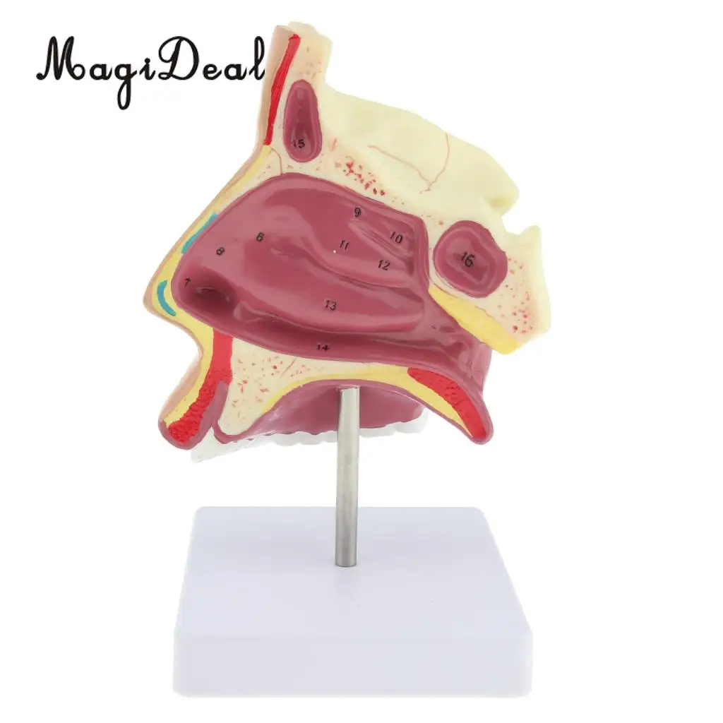 Medical Nasal Cavity Anatomical Model Human Mouth Nose Throat Anatomy Model with Stand Base