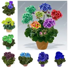 22 Color 50 Pcs Bag Rainbow Geranium Bonsai Four Season Variegated Geranium Pelargonium Potted Garden Flower