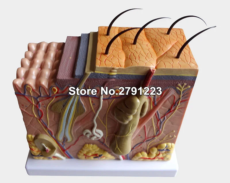 

50:1 Human Anatomical Skin Subcutaneous Tissue Dissection Medical Model School Hospital Teaching Resources Educational Supplies