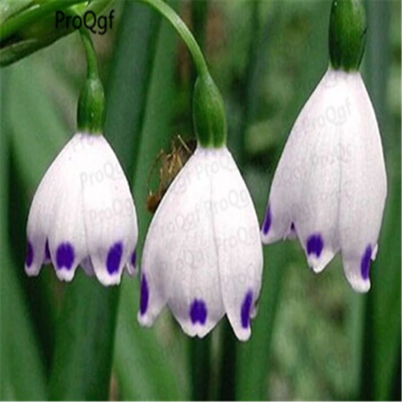 

5000Pcs A Set Convallaria majalis
