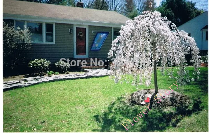 snow fountain weeping cherry trees