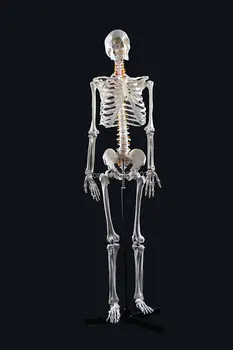 

Life-size Full Body 170 cm human skull anatomy skeleton anatomical spine medische training huid esqueleto humano anatomia