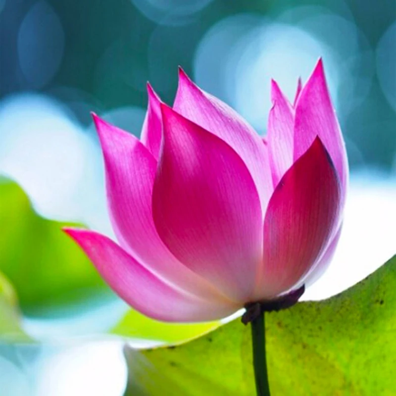 

5D Diy Diamond Painting Cross Stitch Lotus Scenery Full Round Diamond Embroidery Rinestones Painting Diamond Mosaic Home Decor