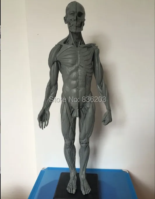 Dental 60CM Male figure General use v1A Anatomical model of anatomy