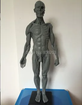 

Dental 60CM Male figure: General use v1A Anatomical model of anatomy tools the human skull brain for students drawing mannequin