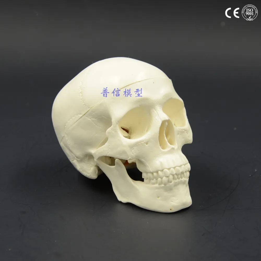 DongYun бренд человеческий Мини Череп модель медицинская модель скелета научное обучение принадлежности
