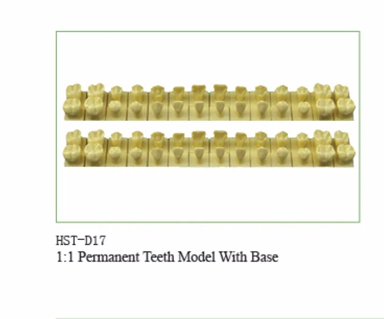 1:1 постоянные зубы модель с базой зубной зуб зубы стоматолог стоматология анатомическая модель