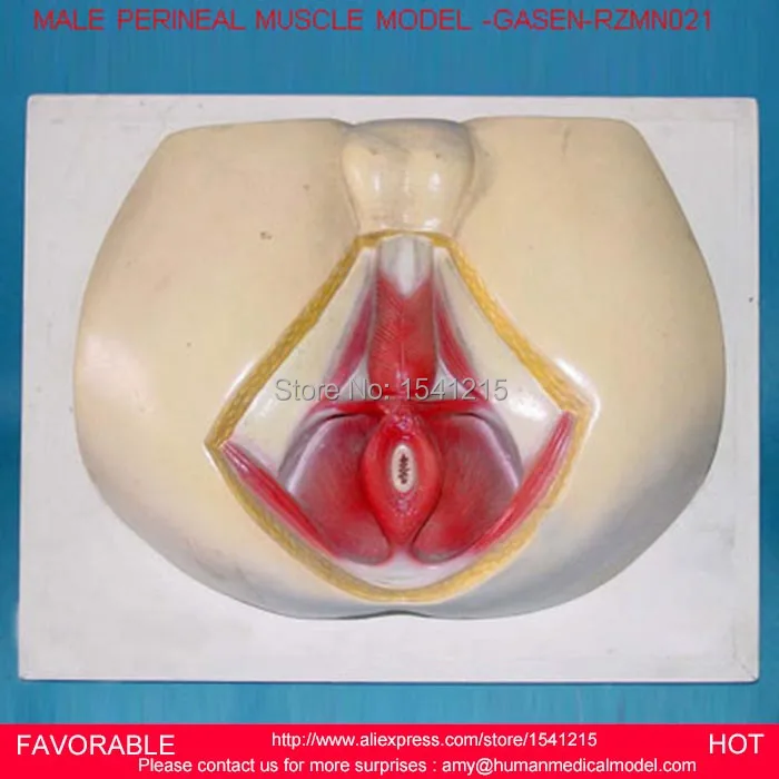 

LIFE SIZE ANATOMY AND BIOLOGY EDUCATION MALE PERINEUM,MALE PERINEUM ANATOMY MODEL, ANATOMY PERINEUM MODEL-GASEN-RZMN021