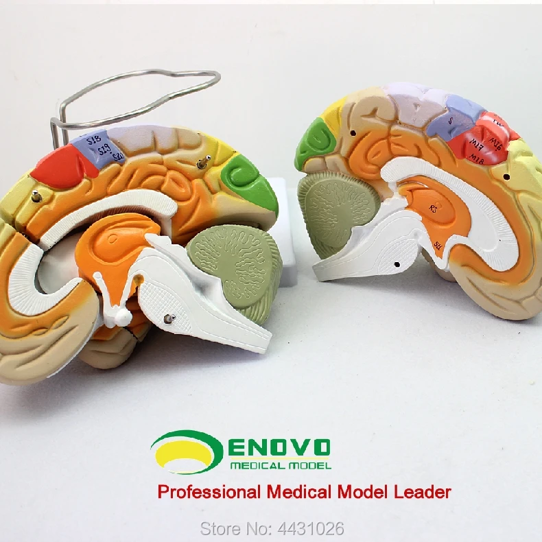 ENOVO Medical human. Модель обучения мозговой коре соматической моторной