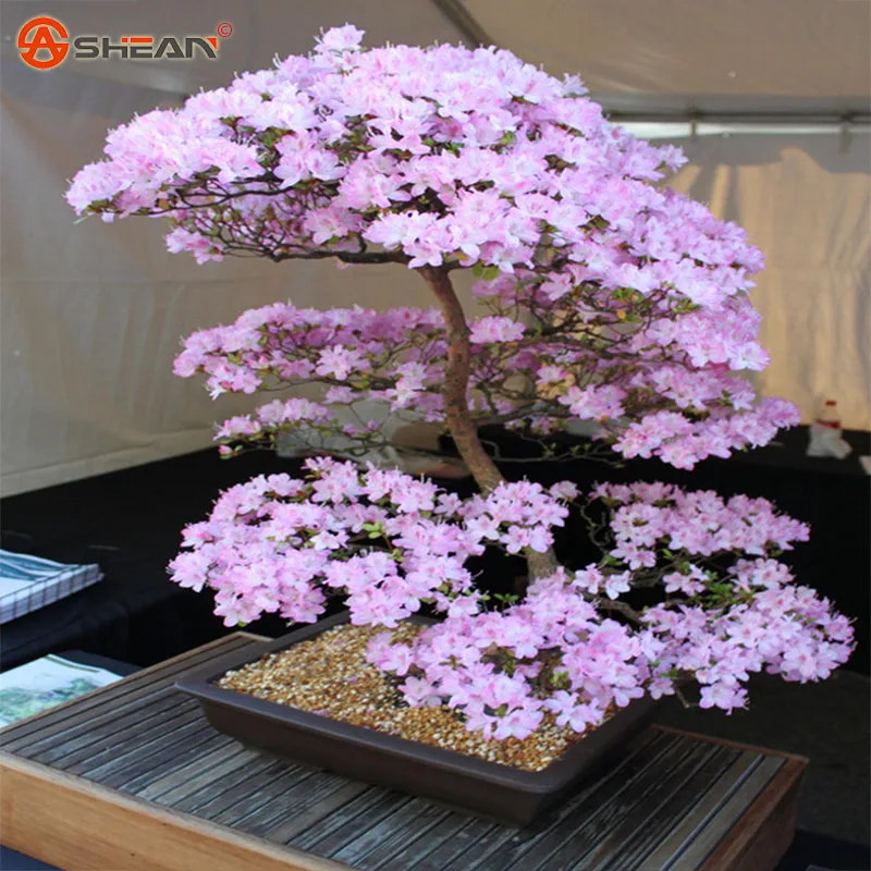 Sakura garden perinton coupons