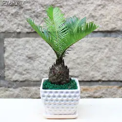 ZLKING Cycas революция в горшках листва растения очищают воздух Cycads дерево для домашний сад DIY 1/мешок