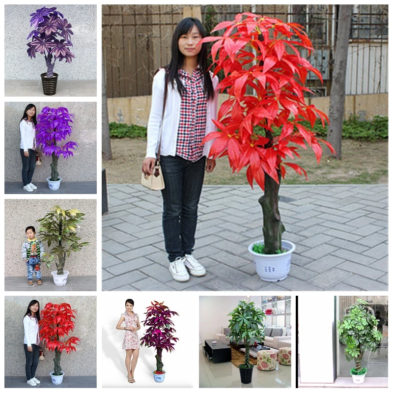 

2 Pcs Mini Pachira Macrocarpa Plant Rare Money Tree Hawaiian Make Money Tree Plant Mini Bonsai Potted Tree Planta Lucky For You