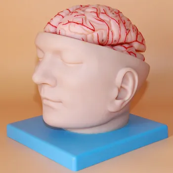

brain cerebral artery model Neurological cerebrovascular study head anatomical model educational equipment