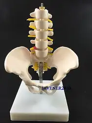 Меньше человеческого анатомическая таза поясничного позвонка Спецодежда медицинская модель