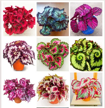 

100PCS Unique 24 Colors Begonia Flower Courtyard Balcony Coleus Potted Flower Bonsai,Variety Complete,The Budding Rate 95%