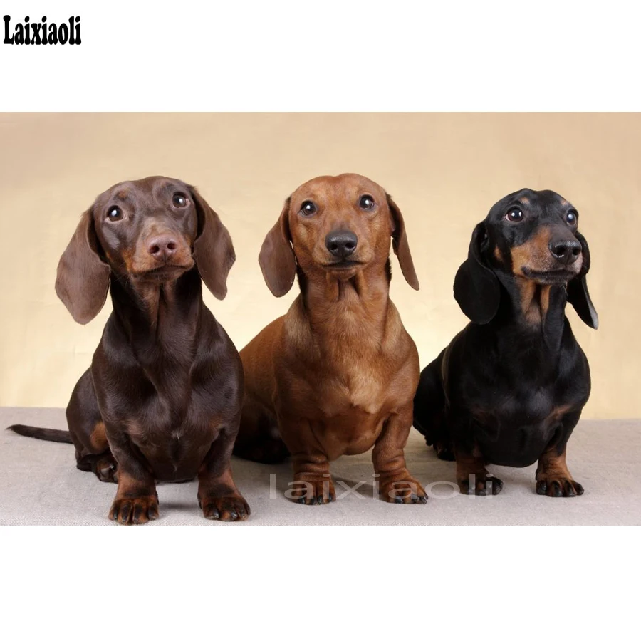 Dachshund venda Clearance