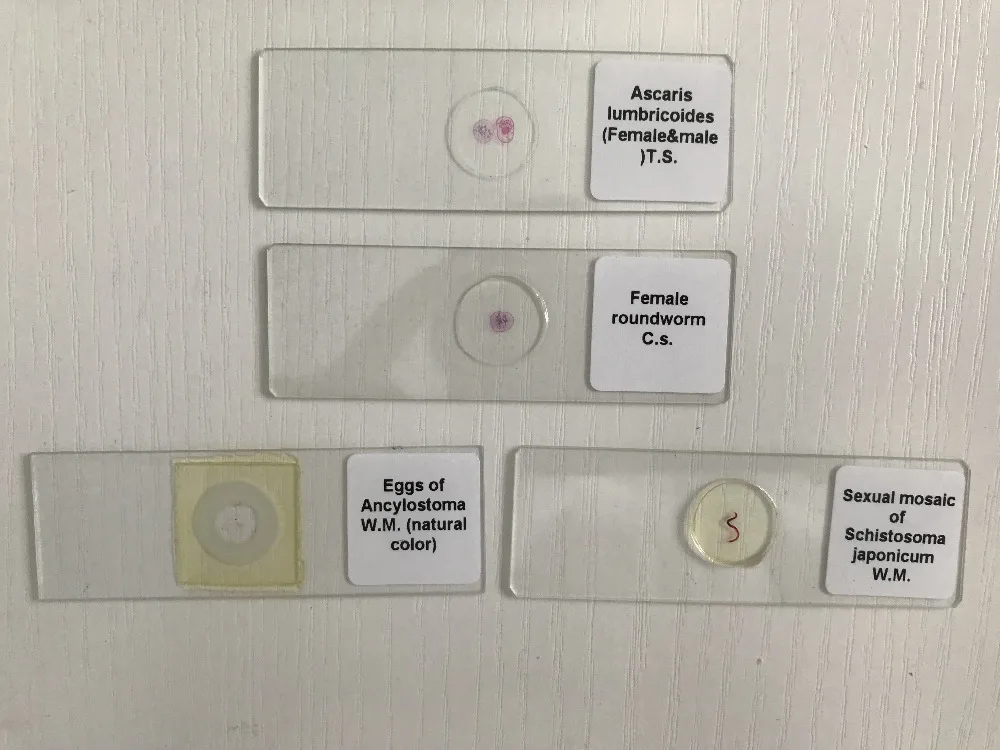 parasitology prepared slides (5)