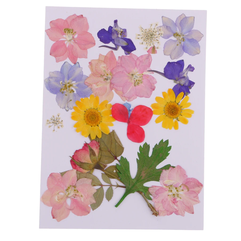 MagiDeal Multi Kind Pressed Real Dried Flowers Leaves DIY Phone Case Scrapbook Crafts Artificial Flowers For DIY craft Projects