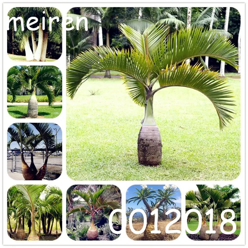 

10 Pcs/bag Bottle Palm flores Exotic Plants Tree Home Garden Balcony Bonsai Pots Beautiful Tropical Ornamental tree seedlings