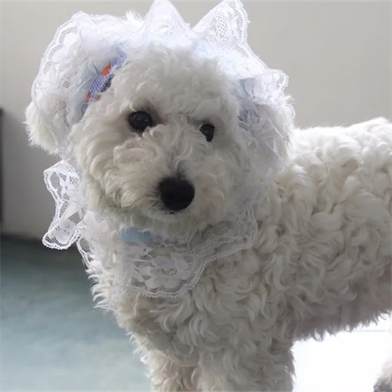 dogs caps05