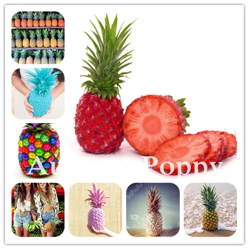 

New Arrival Dwarf Pineapple Bonsai 100 Pcs Pineapple Sweet Fruit Rare Bonsais Tree Seedsplant Bonsai For Home Garden Decoration