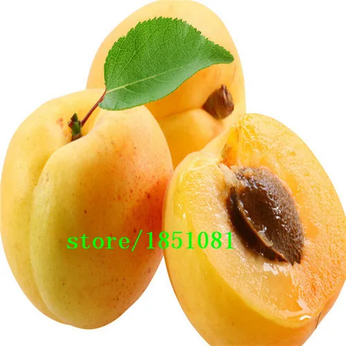 Peach Seeds 10 Pcs Best Seeds Online Free Shipping Worldwide