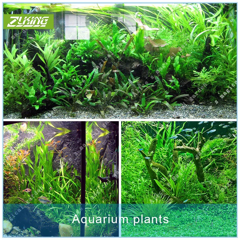 ZLKING 1000pcs Aquarium Grass Mixed Water Grass Live Plant Fish Tank Decoration Landscape Ornament Aquatic Plant