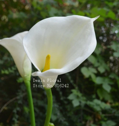リアル ナチュラルタッチ花スーパー大カイウ で白 27 背の高い Flower Auto Lily Flowers Weddingflower Tower Aliexpress