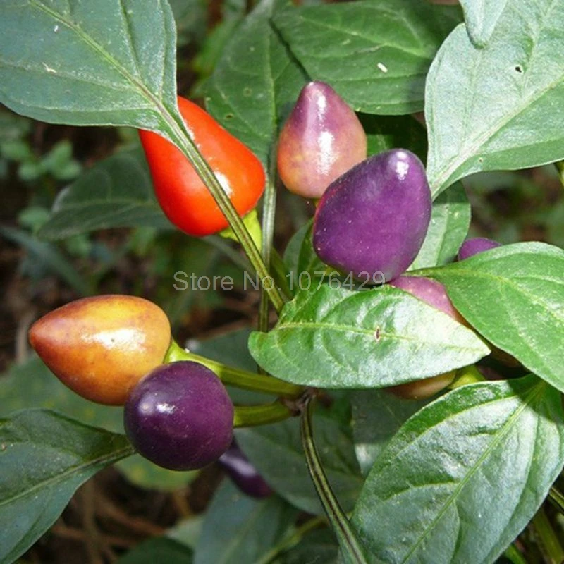100 шт./пакет декоративные семена перца съедобные смешивания capsicum Овощной овощных