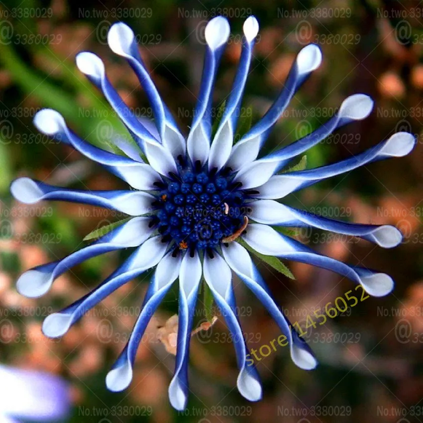 

100pcs Multi-Color Available Rare Osteospermum Bonsai Potted Flowering Plants Daisy Bonsai flowers for home garden plant