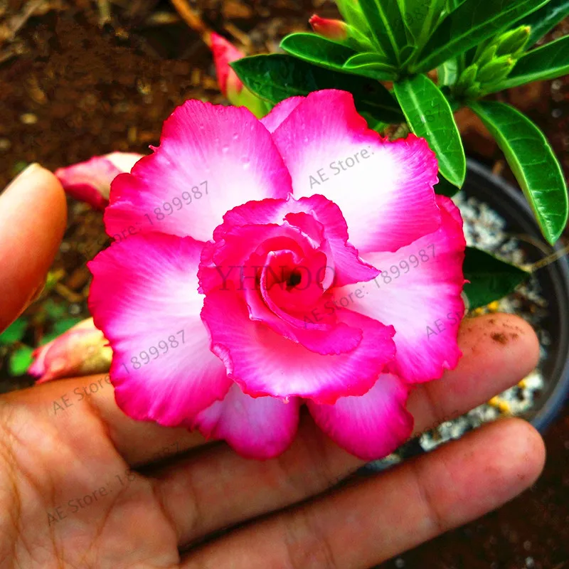 Пустынная Роза Флорес горшечные цветы плантас Adenium Obesum комнатное бонсай растение мини дерево в горшке для домашнего сада растение 5 шт - Цвет: 9