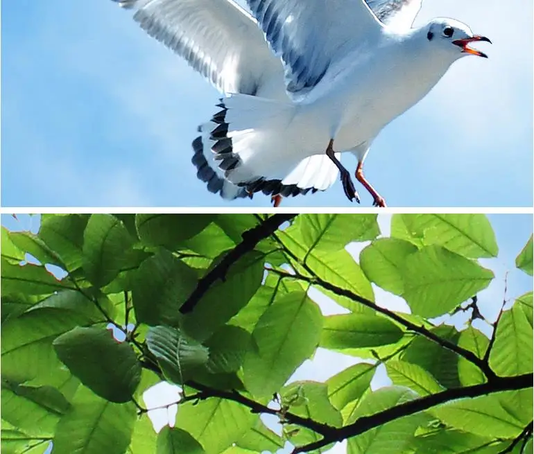 36020160926141652172