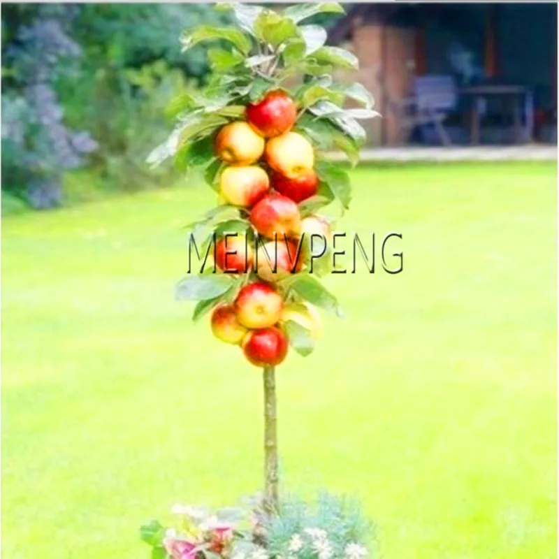 New Arrival!4 kind fruit,bonsai fruit tree bonsai,vegetable and fruit garden plant Delicious apple orange kiwi cherry total New Arrival!4 kind fruit,bonsai fruit tree bonsai,vegetable and fruit garden plant Delicious apple orange kiwi cherry total