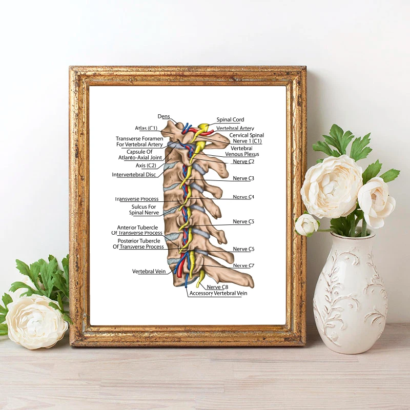 Topographic relationship of the spinal nerve and vertebral artery canvas prints