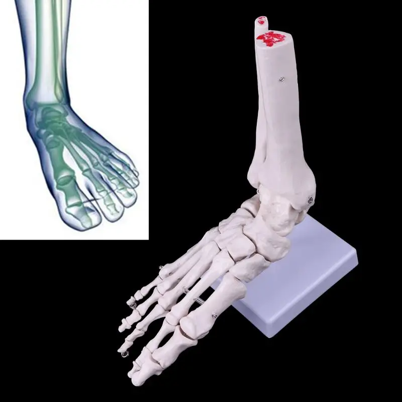 

Life size Foot Ankle Joint Anatomical Skeleton Model Medical Display Study Tool