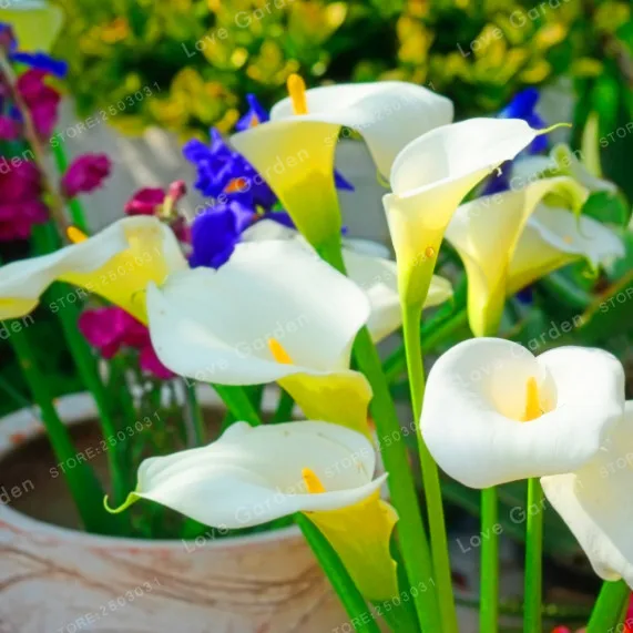 2 лампочки Calla Flower,(Калла Лилия бонсай), настоящие белые лампочки Calla Lily, символизируют любовь, элегантный благородный цветок